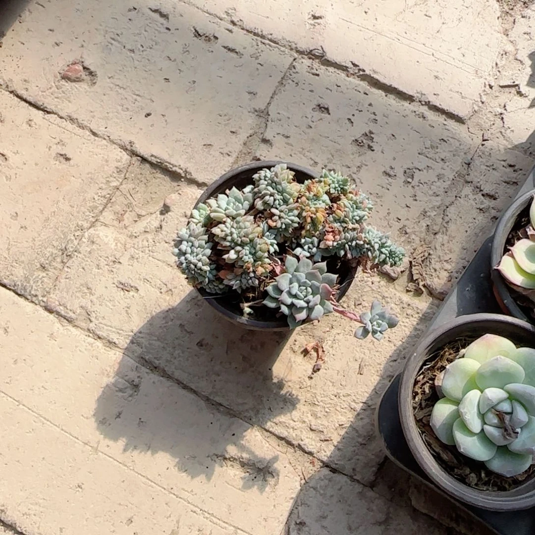 无花朵一块钱90小缀化福袋