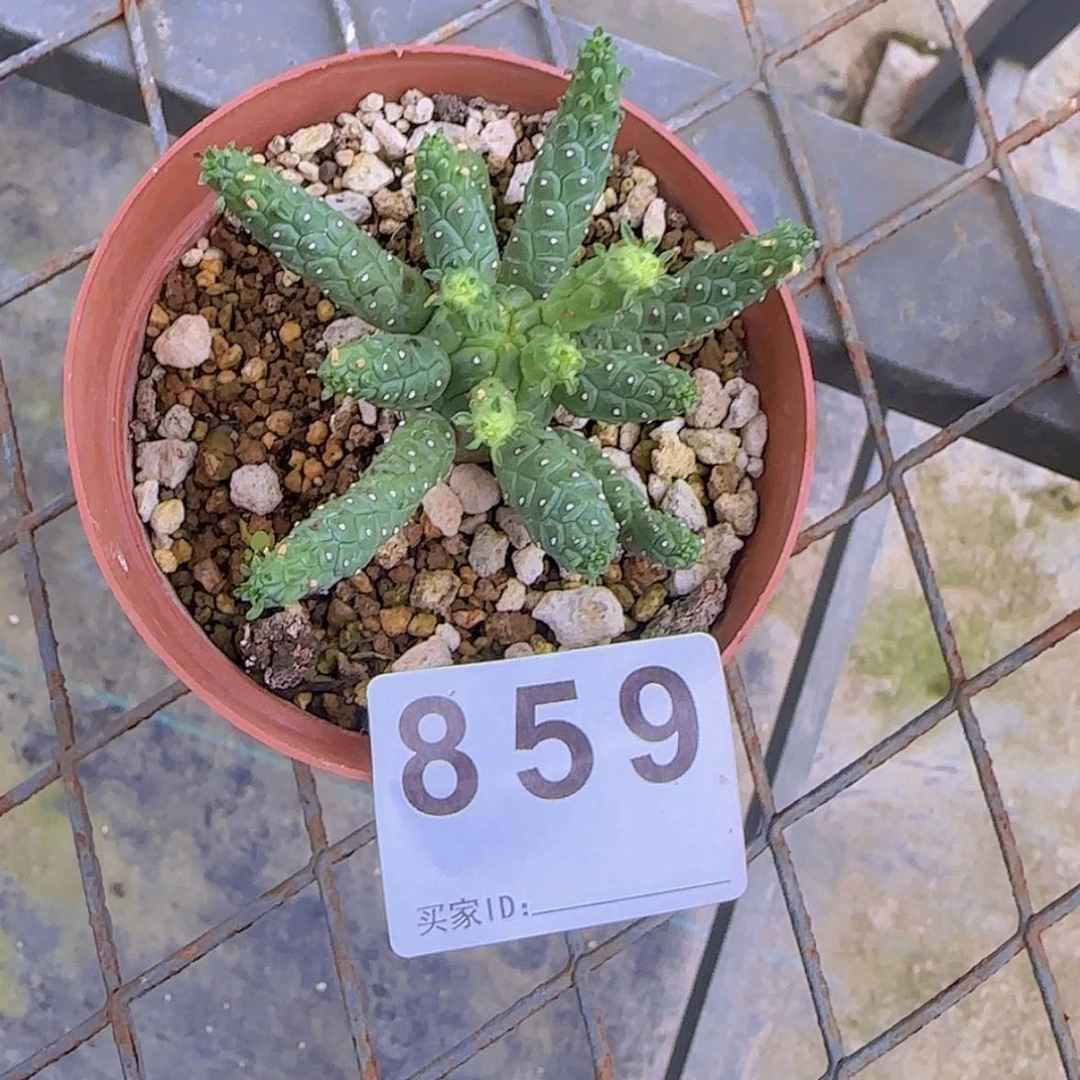 【闪购商品】6**.块根植物