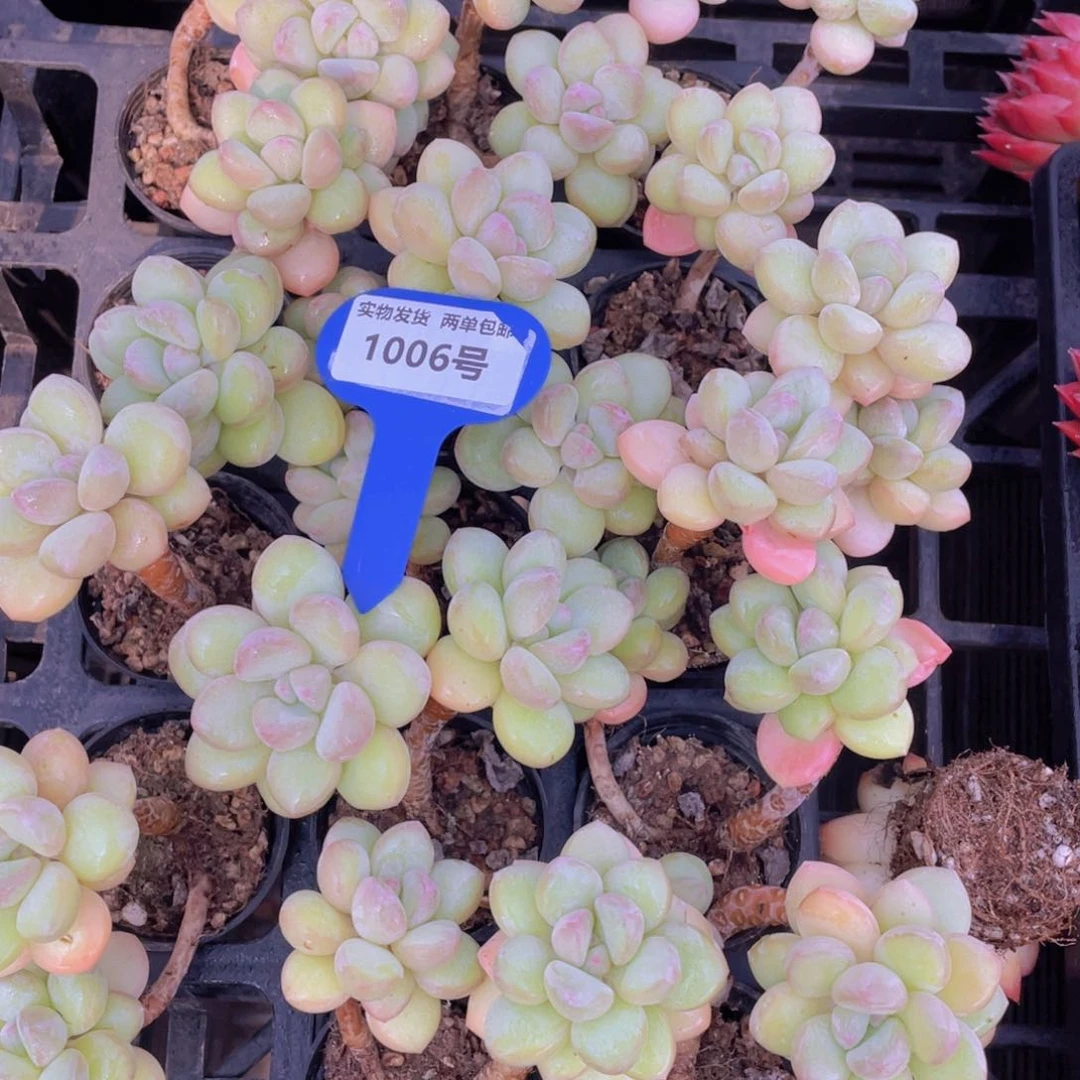 1006号老桩高桩泡泡糖双头一个