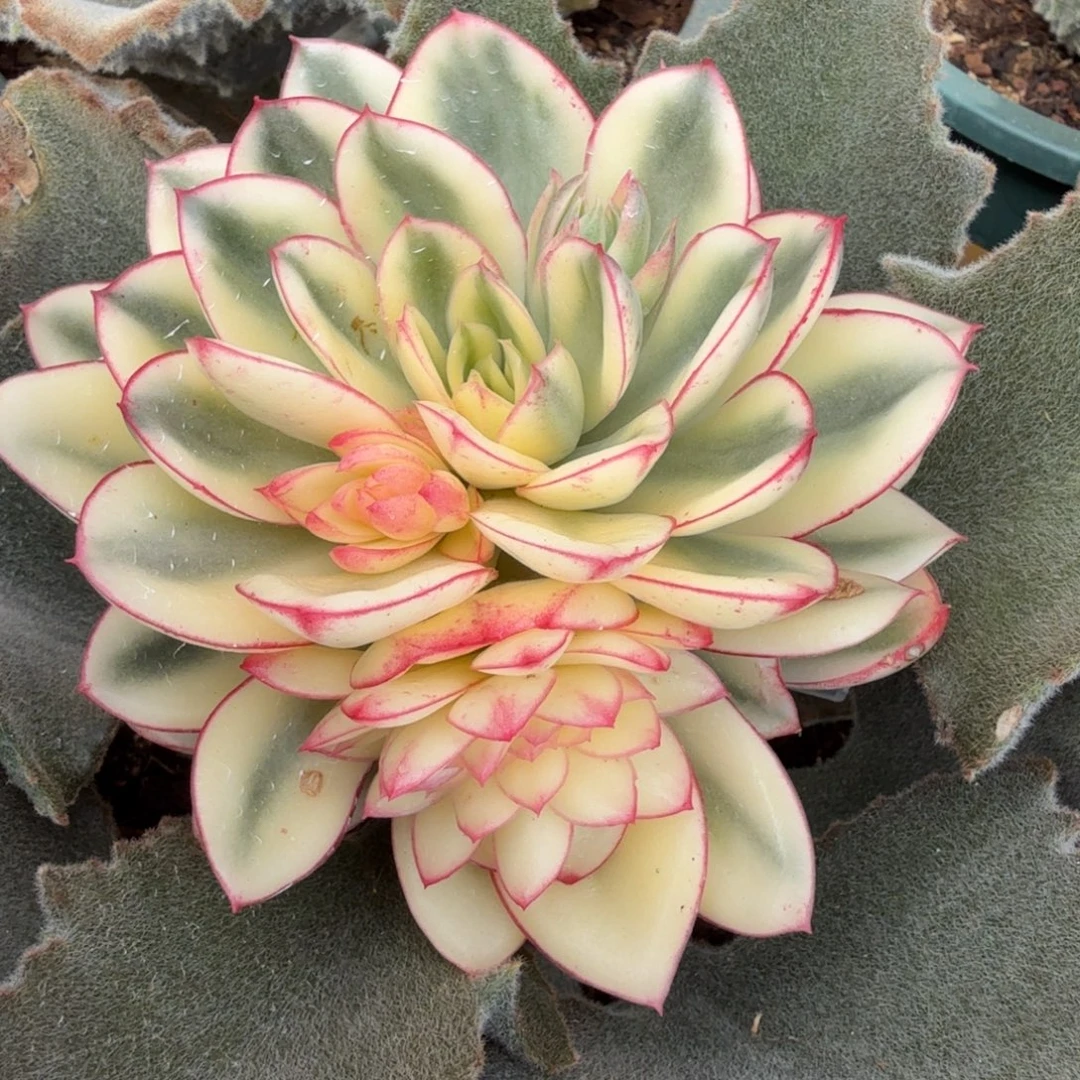 红花女王锦锦上园艺一物一拍