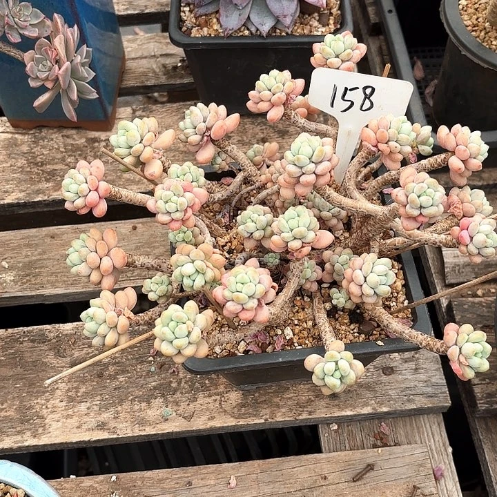 多肉植物，鱼子酱158号