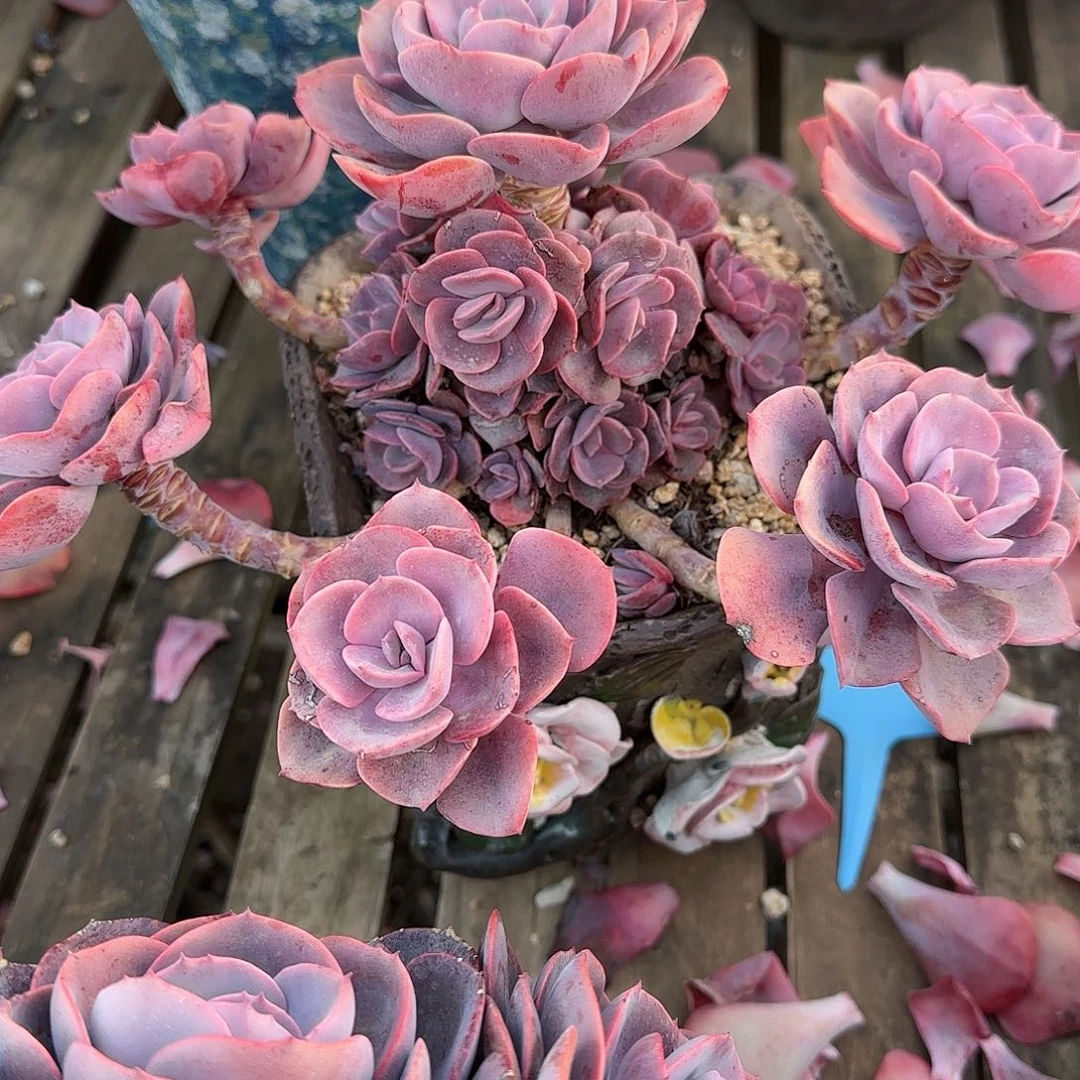 如****幸多肉植物尘埃玫瑰