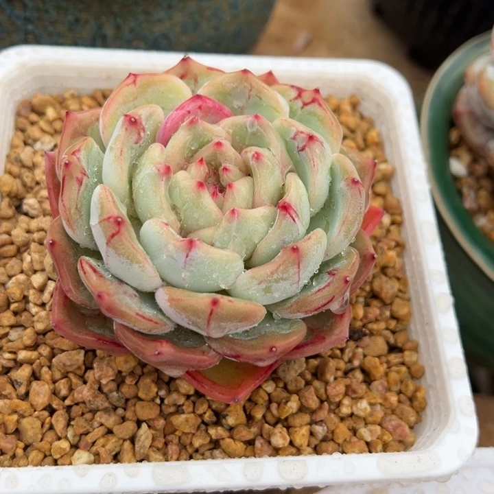 金***.长相思 单头 夏鸣园艺