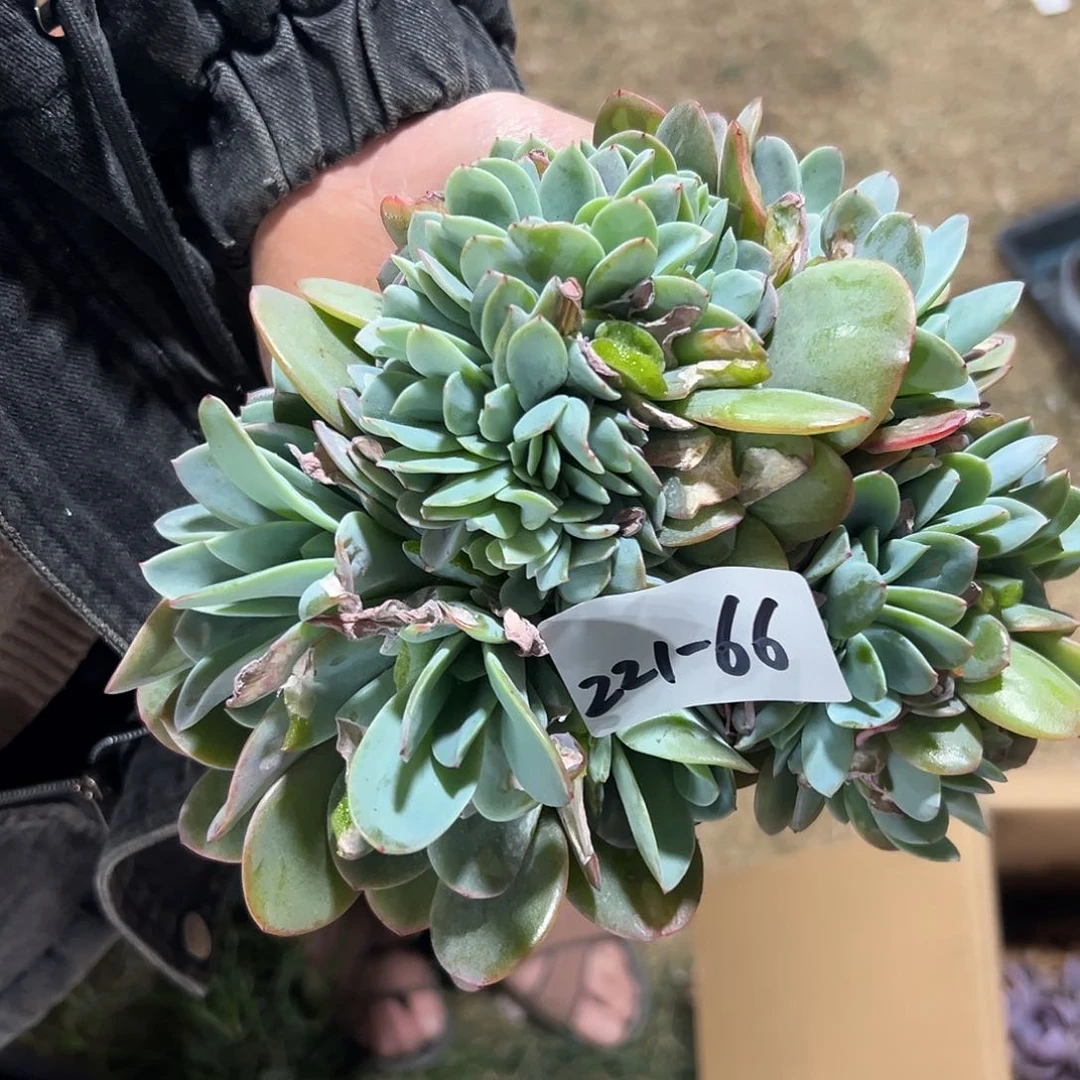 221-66布鲁蓝缀化多肉