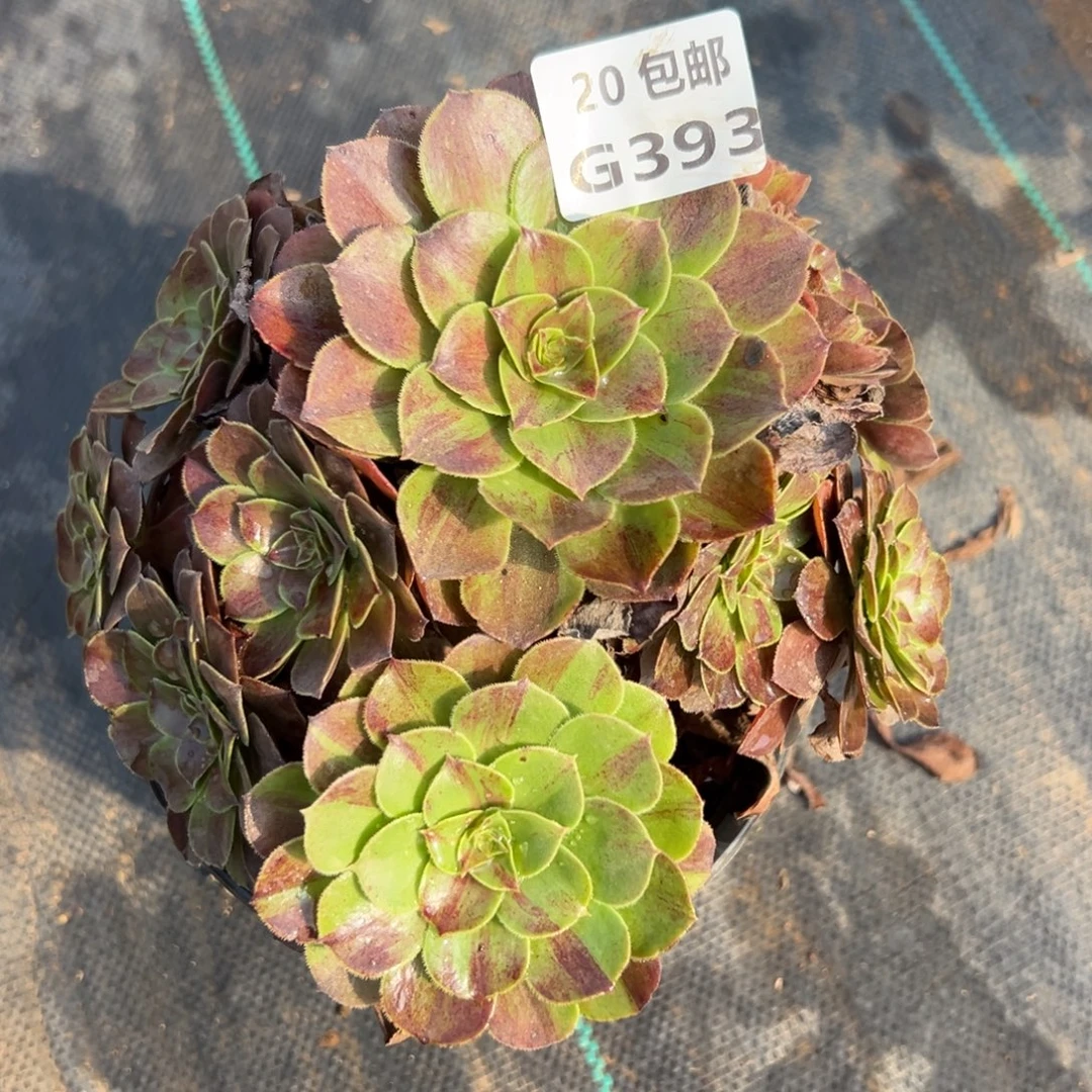 393花月夜，满20包邮
