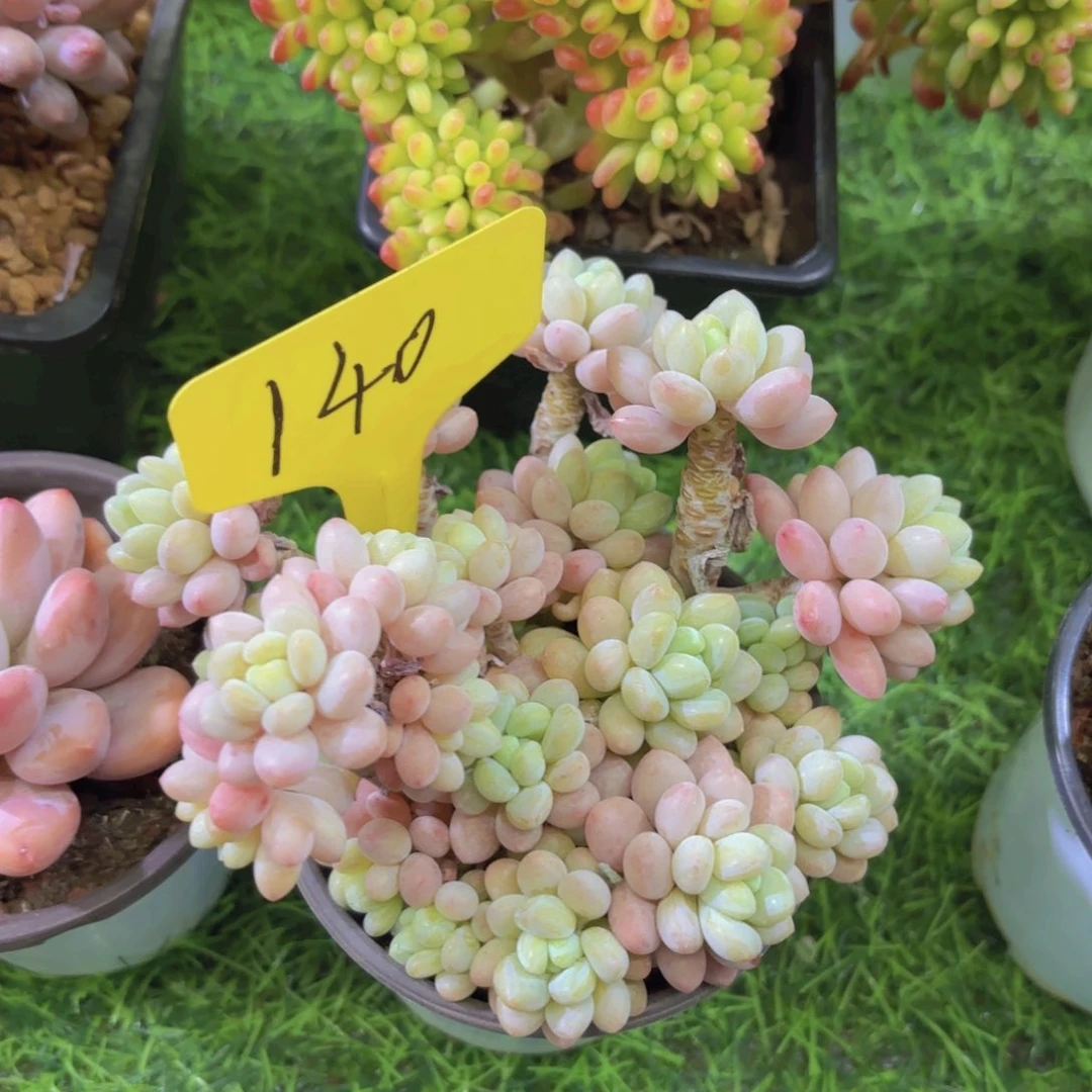 河*酱我的小可爱们都好可爱