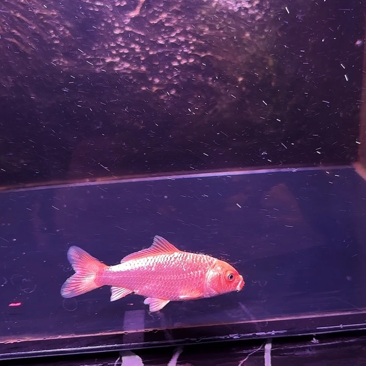 蝴蝶鲤鱼17号蝴蝶鲤