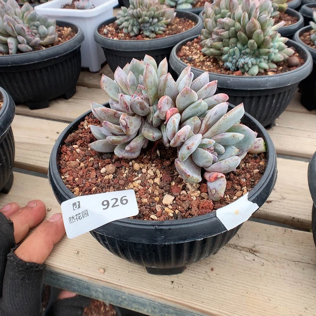 926星影多肉植物6666