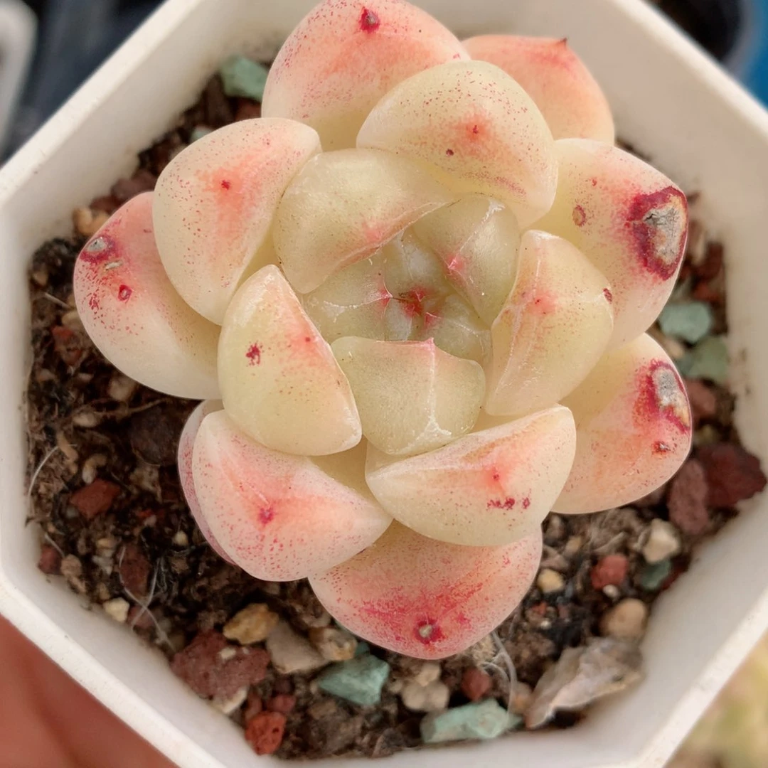 22糖心58包邮  群生不包整