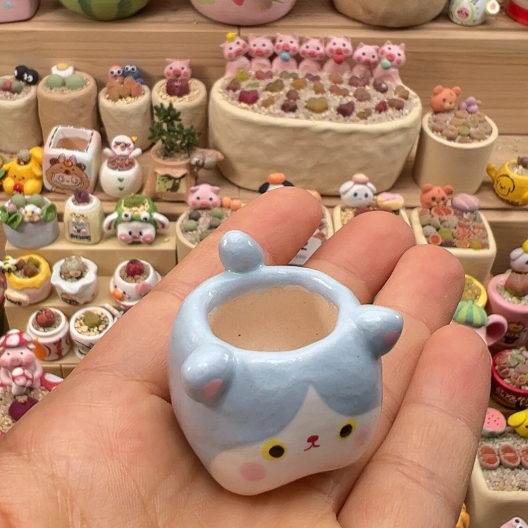 云****多肉植物90号种鸽子蛋