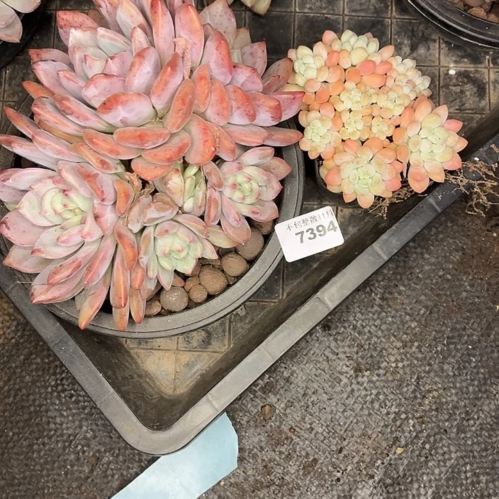 阿雅园艺。        7394两颗