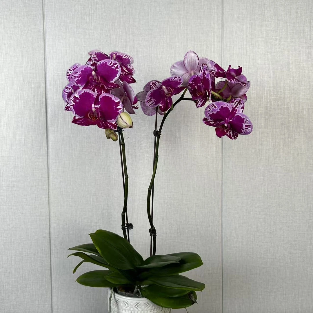 【花之漫】(醉仙）3.5寸杯单双剑蝴蝶兰花卉