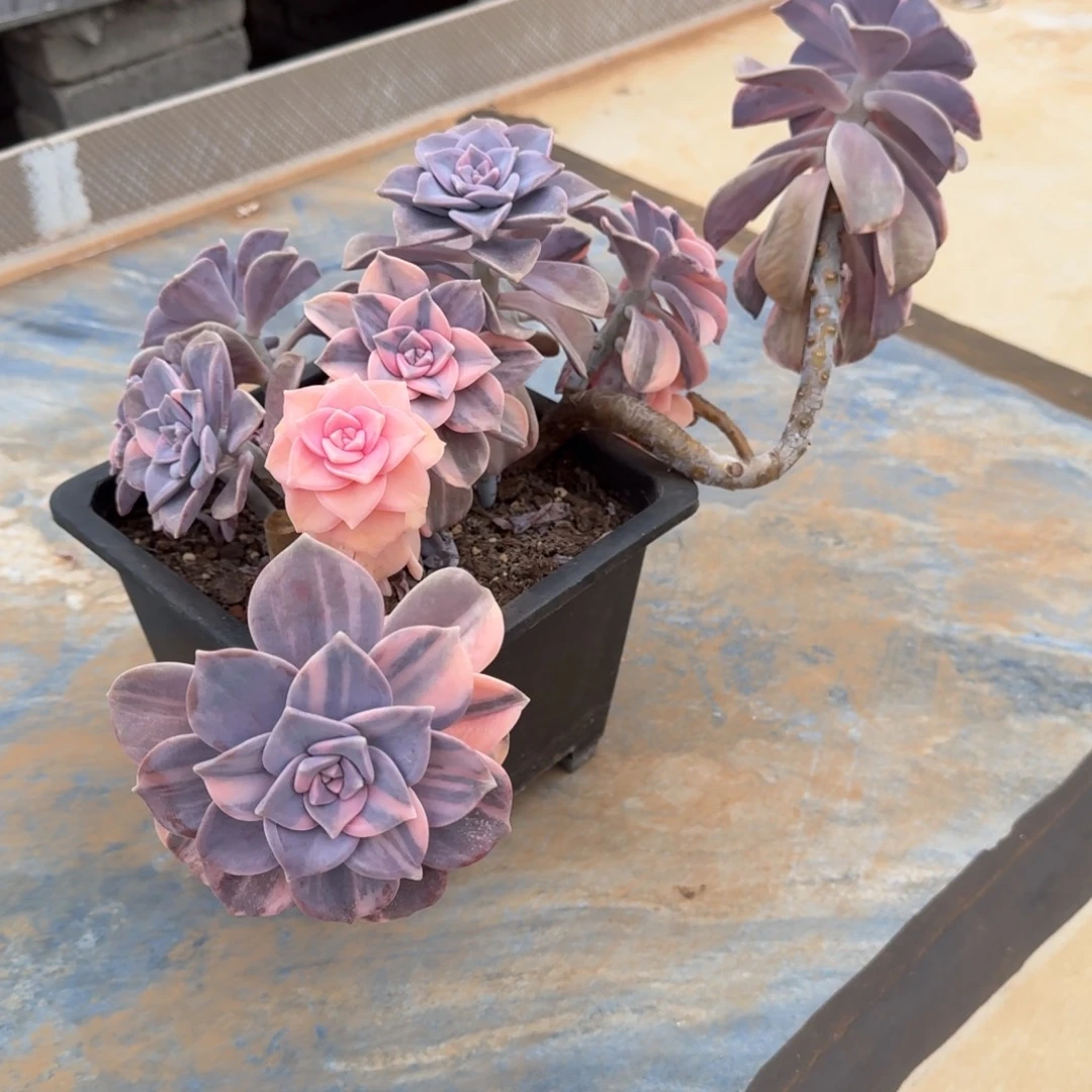 粉紫乐锦老桩群特价