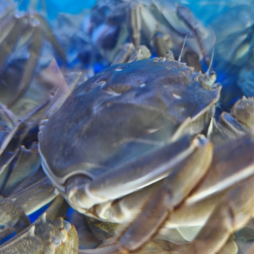 新客必拍【活蟹】大闸蟹 母蟹 2.5- 4两  5-6只 (约1公斤）塘蟹