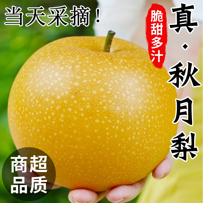 正宗秋月梨新鲜现摘现发脆甜多汁当季水果维C孕妈宝宝产地直发