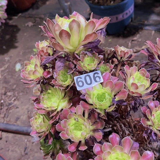 用***3多肉植物一个法师