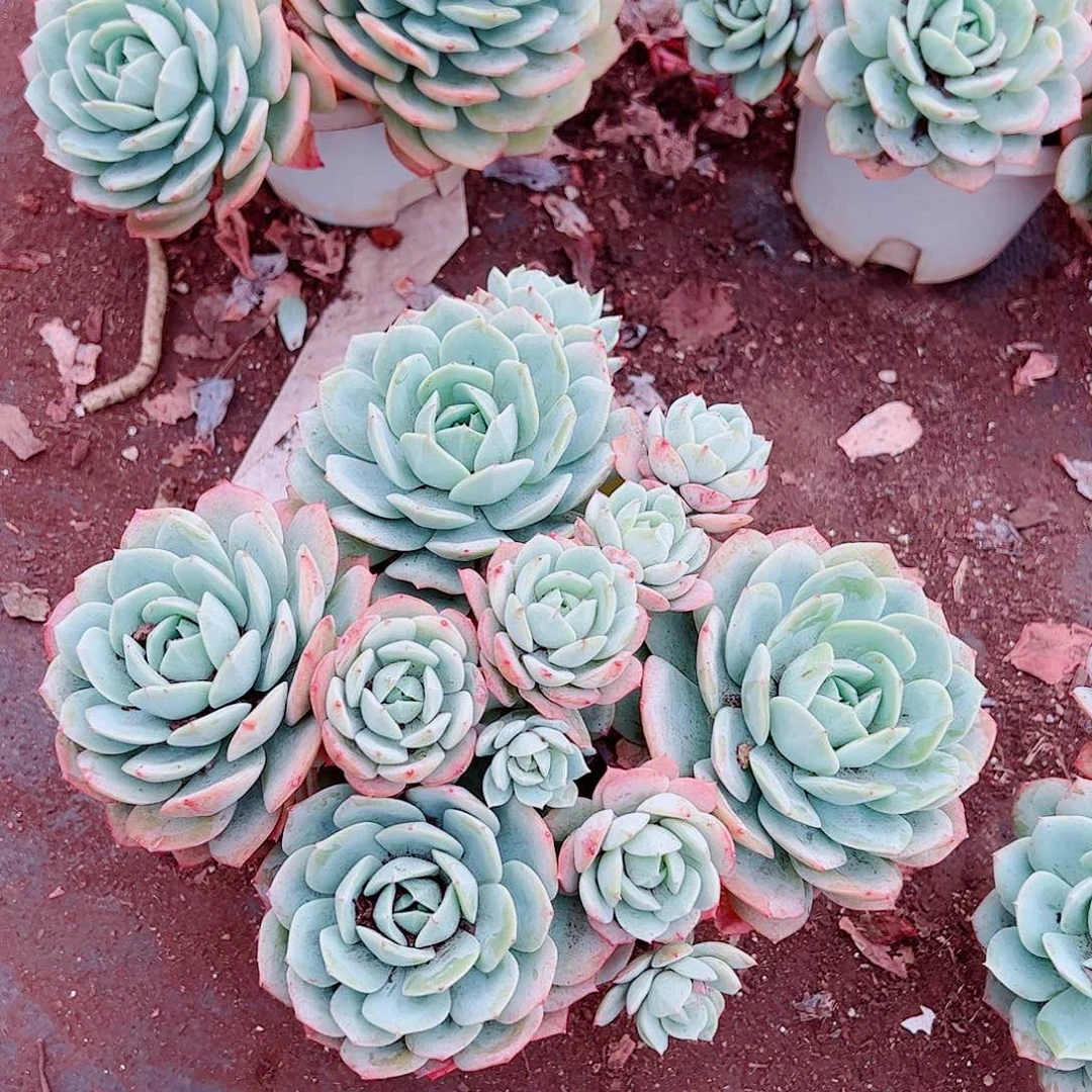 果冻恋曲多头群生精品特价