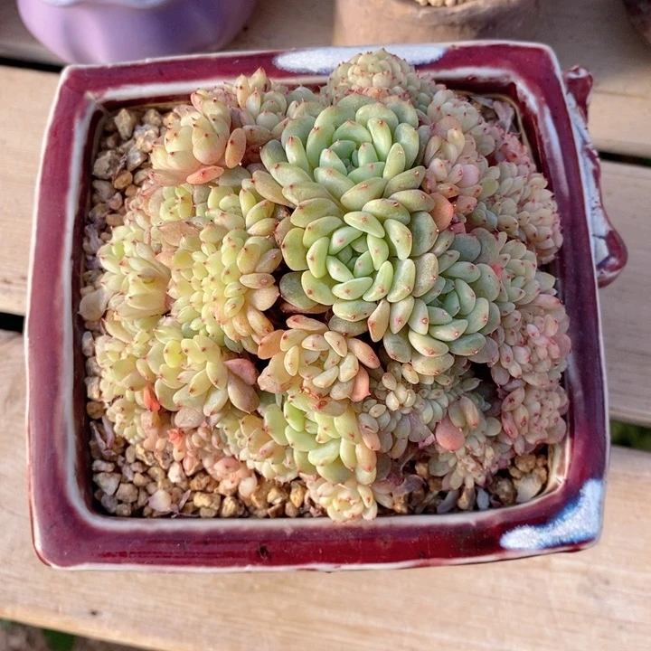 白胖子缀 韩货精品