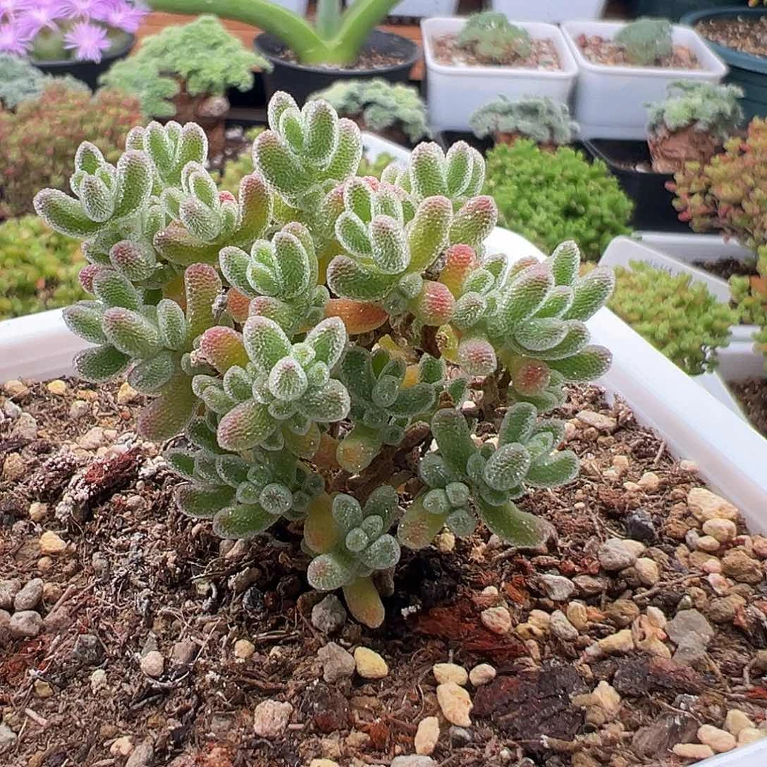 732号冰晶12.25多肉