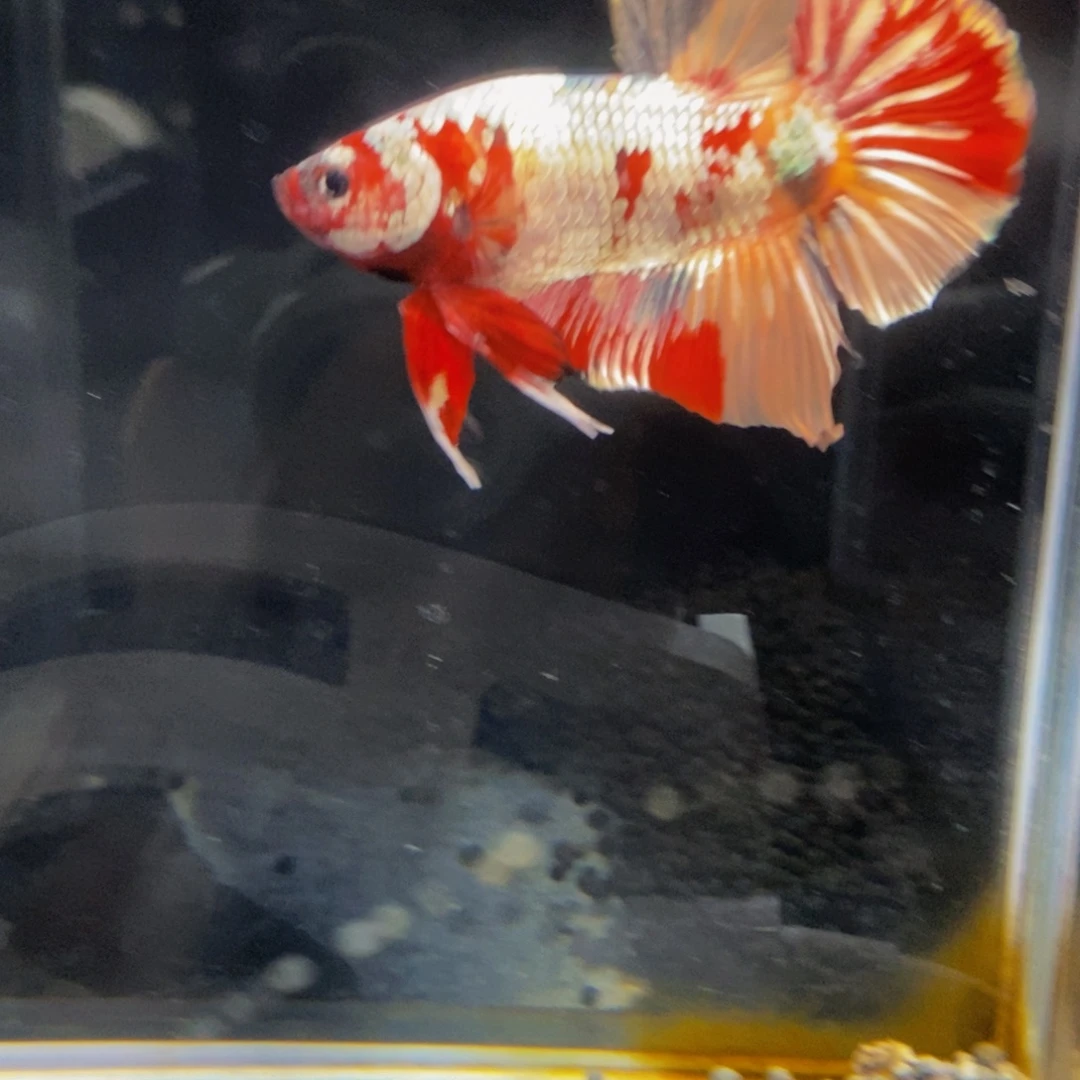 斗鱼265巨斗111111