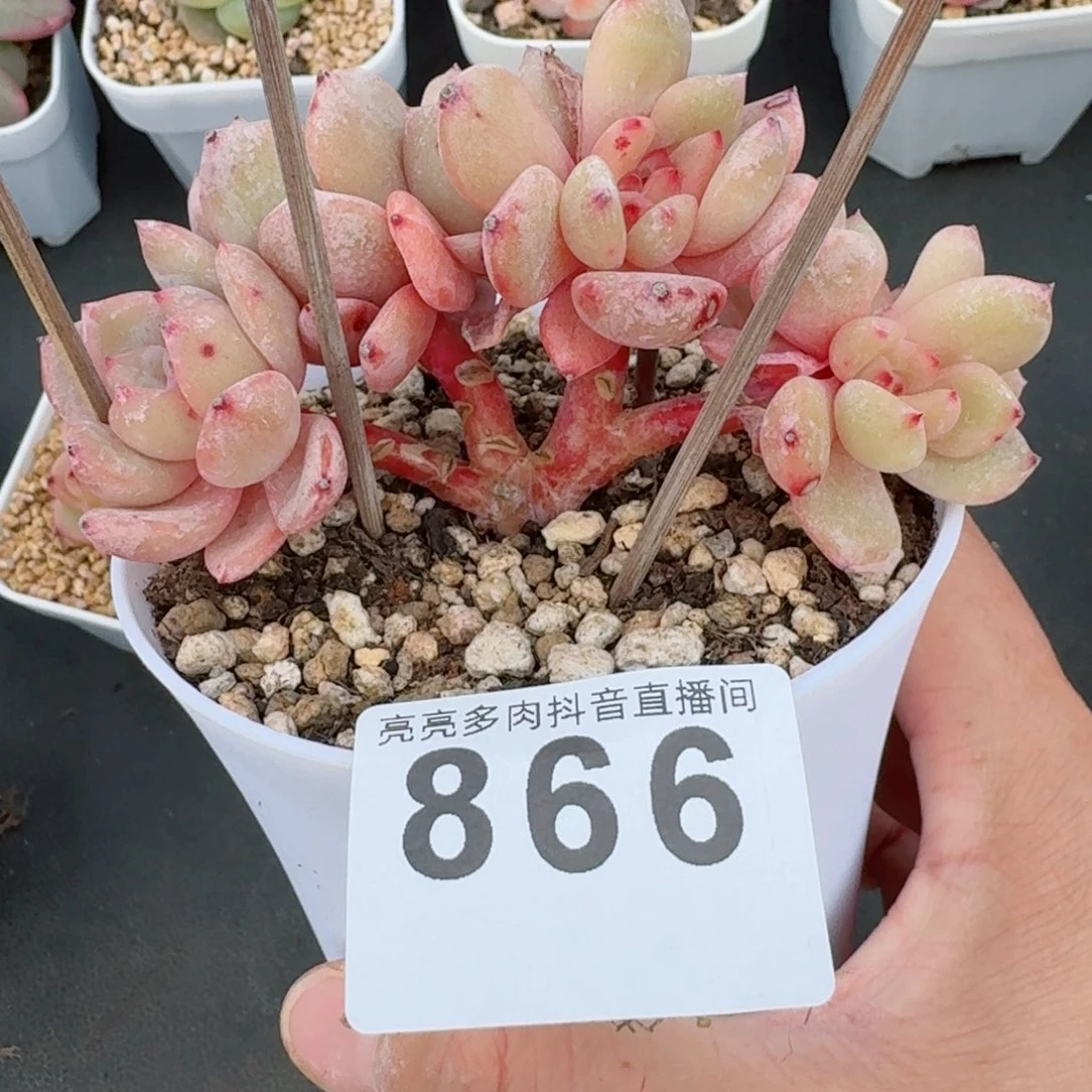 六头星影群生树桩         精品多肉