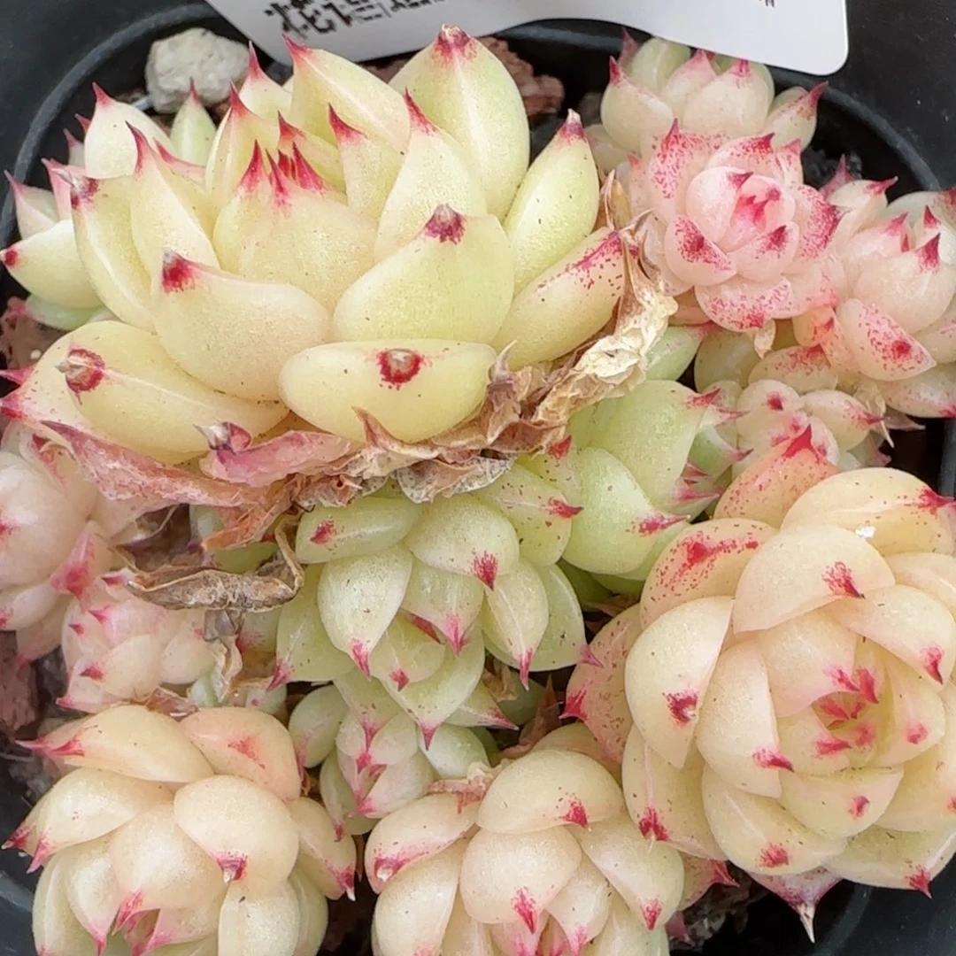 花语逸境0207-69散