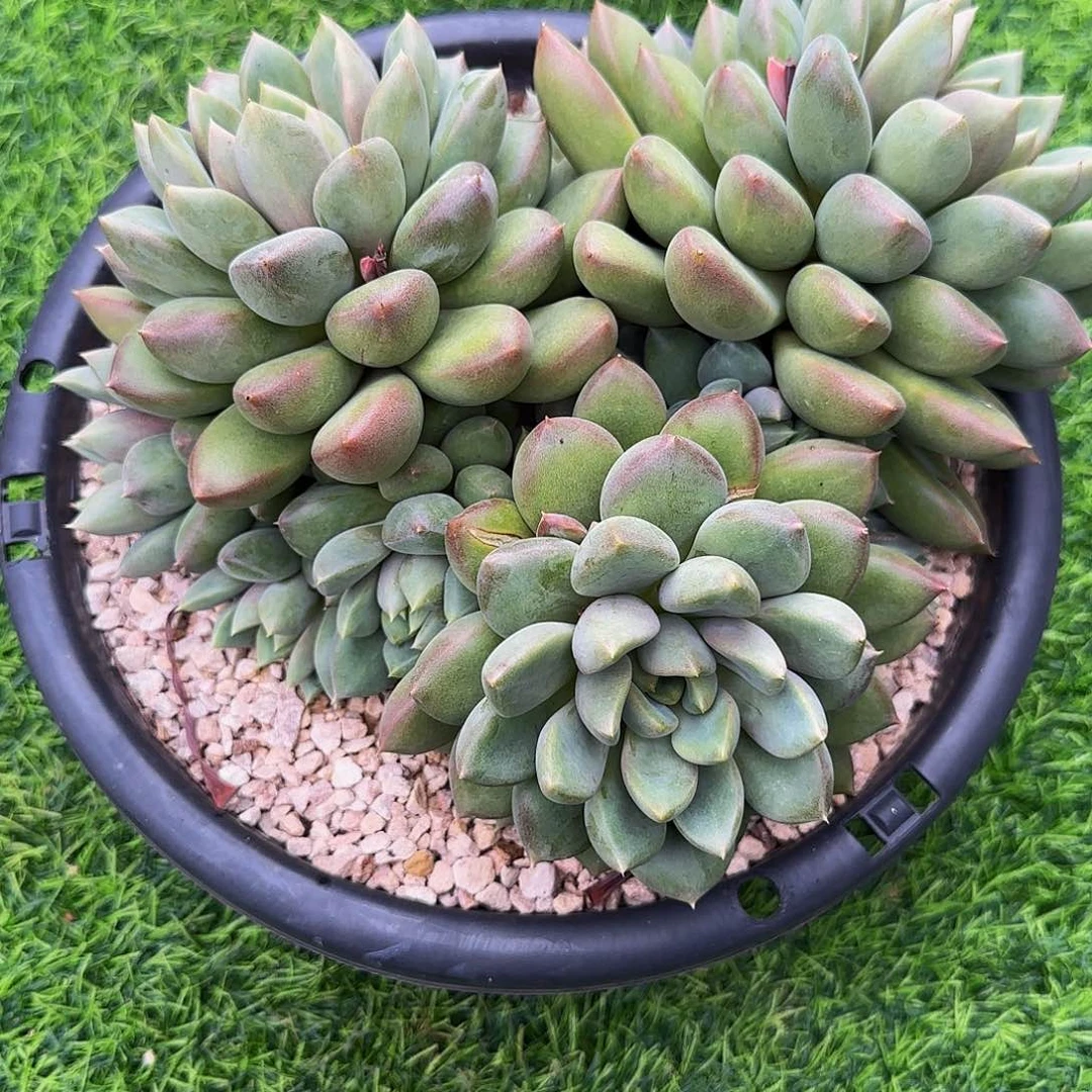 南***l多肉植物黄金象牙