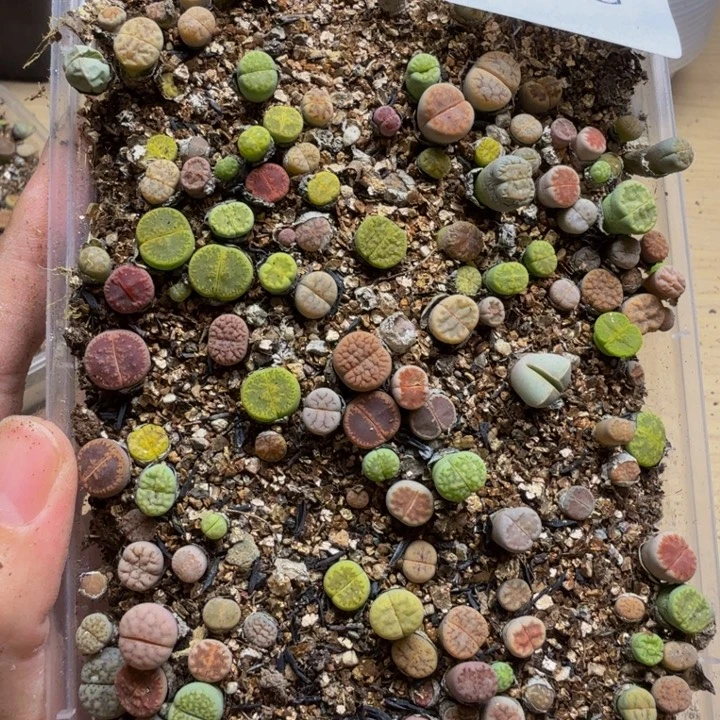 多肉植物和植物的125