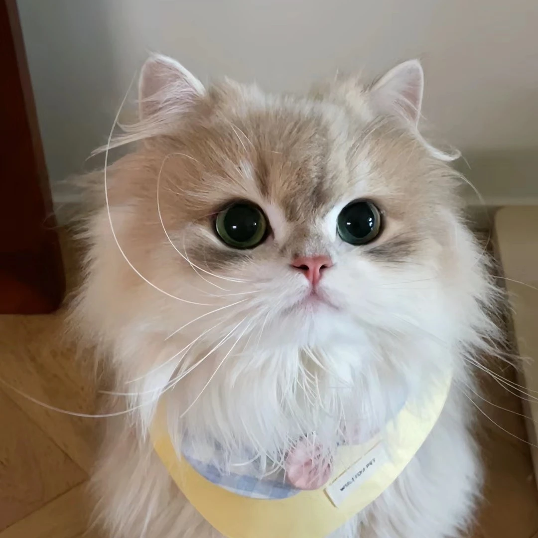 【豪宠喵喵】猫咪活体 渐层