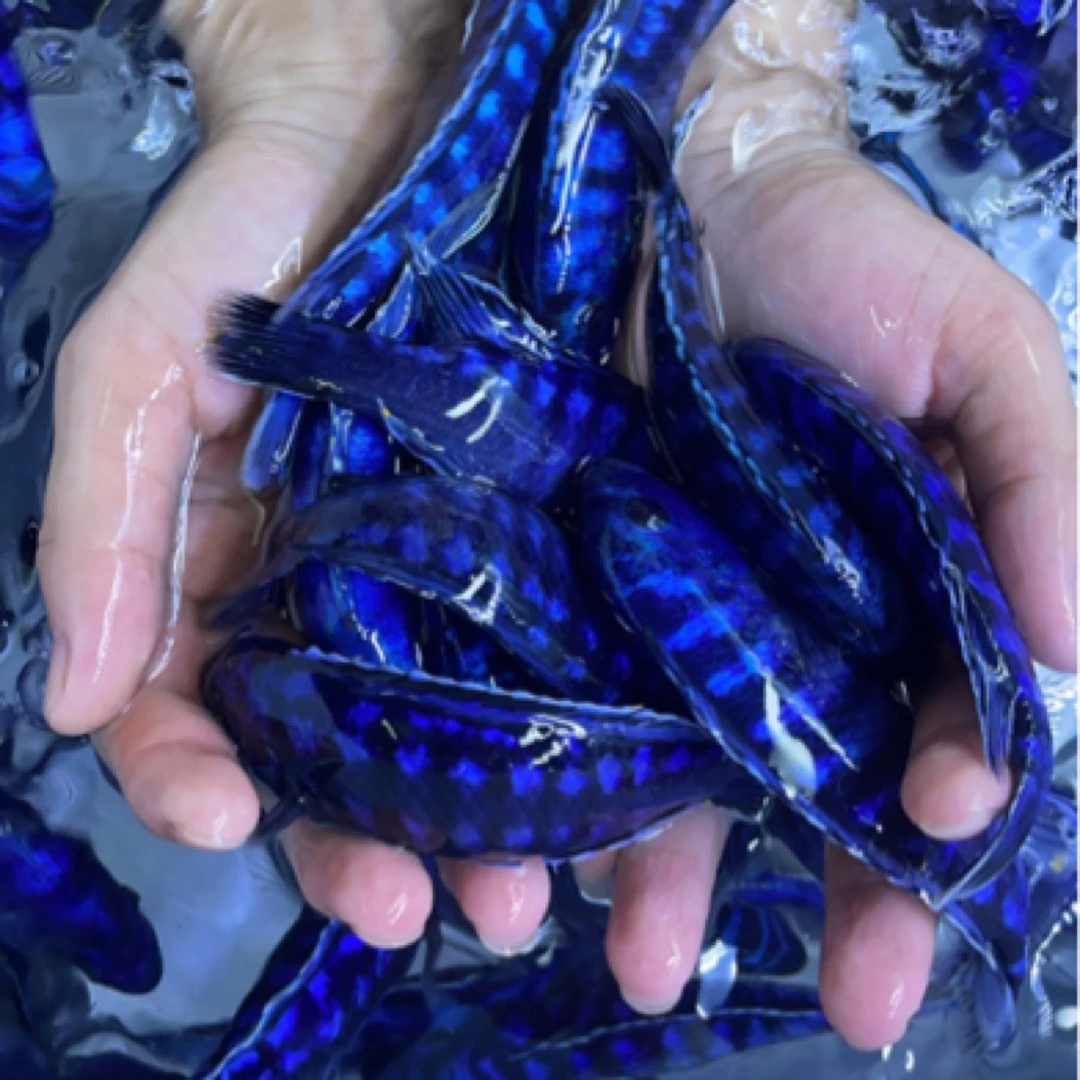 三湖慈鲷蓝斑马马鲷短中小型鱼热带淡水观赏鱼好养耐活溪流缸放生