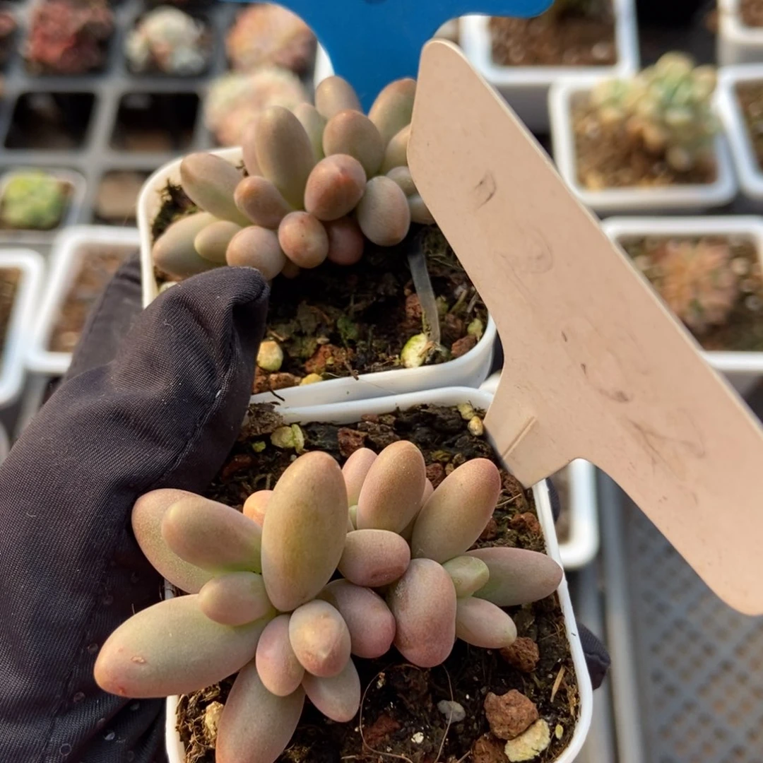 903 1232糖果美人多肉植物