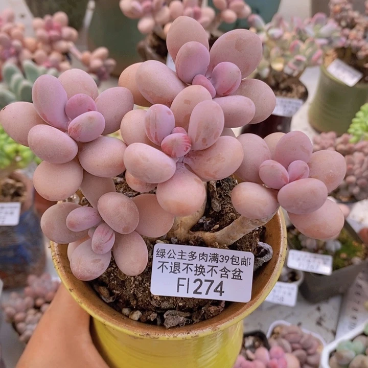 糖果桃蛋老桩11cm274多肉