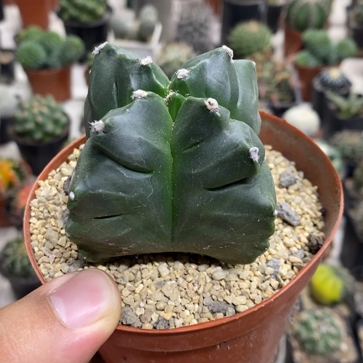 龟甲四角特价福利