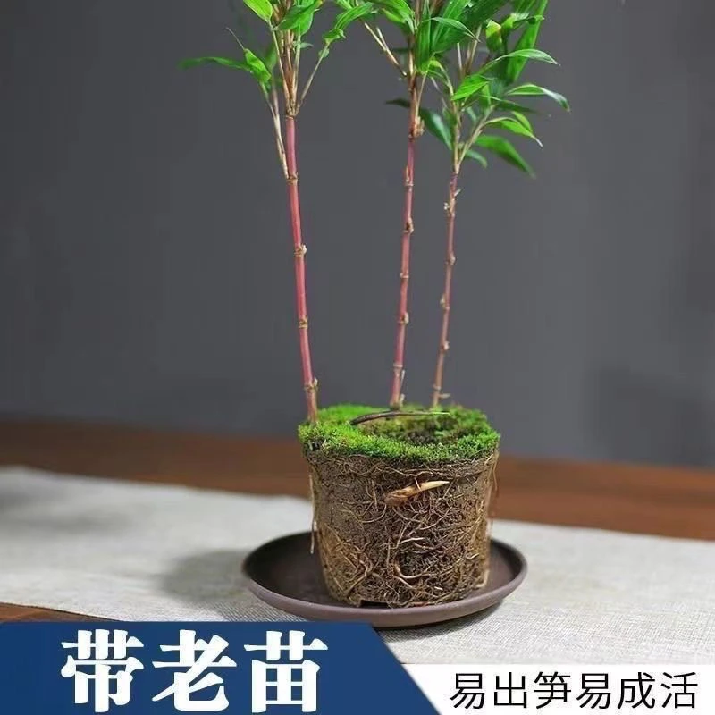 红寒竹室内盆栽耐寒植物客厅阳台办公室绿植盆景高雅美观造景