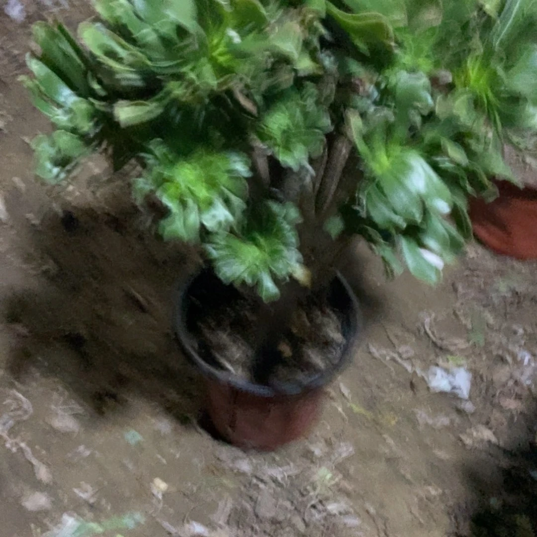 20号链接原始旅法师