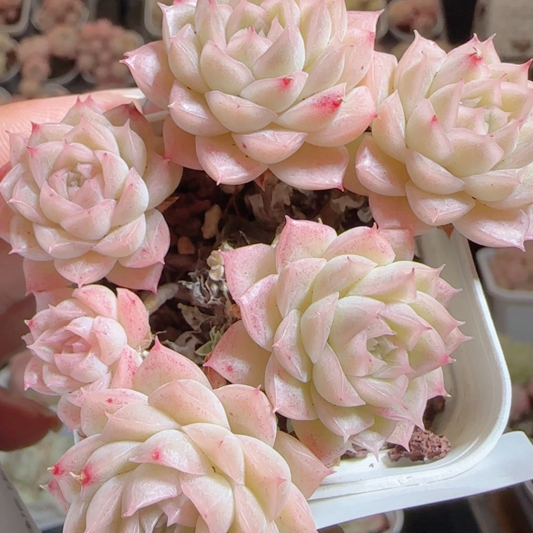 花语多肉0104-19整