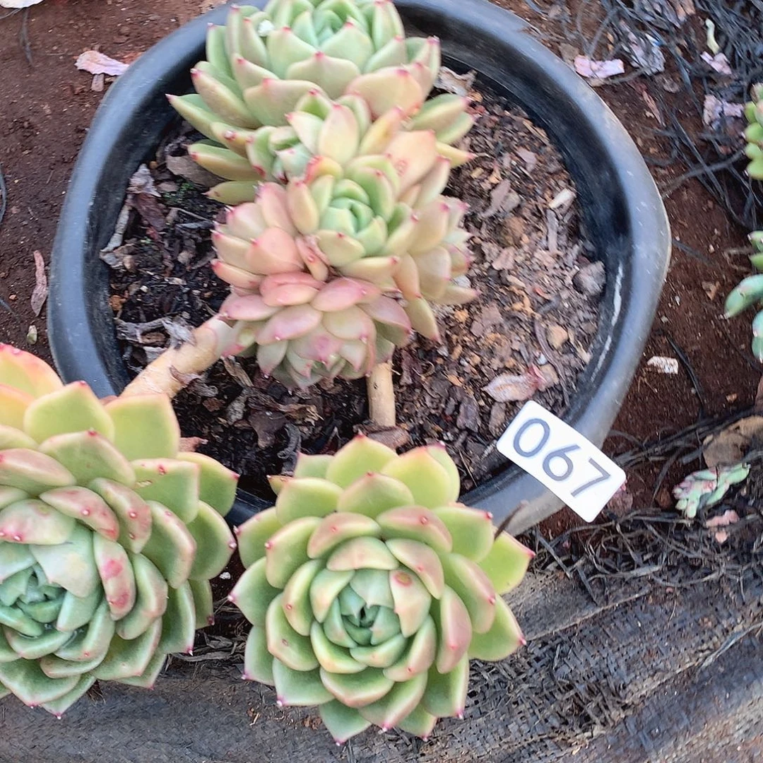 067白玫瑰不售后一物一拍多肉