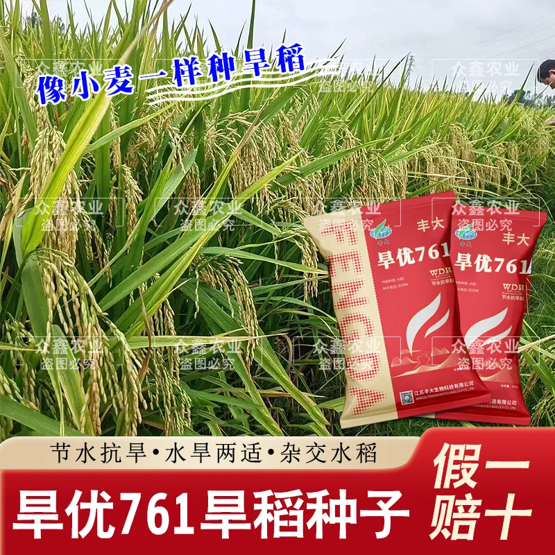 节水抗旱稻原装旱稻水稻种子旱优761水旱两用节水抗旱稻