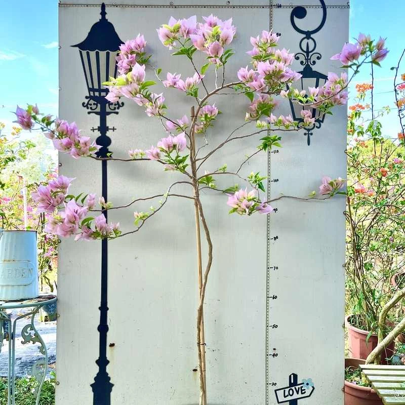 漳州精品老桩高瓢三角梅一物一拍