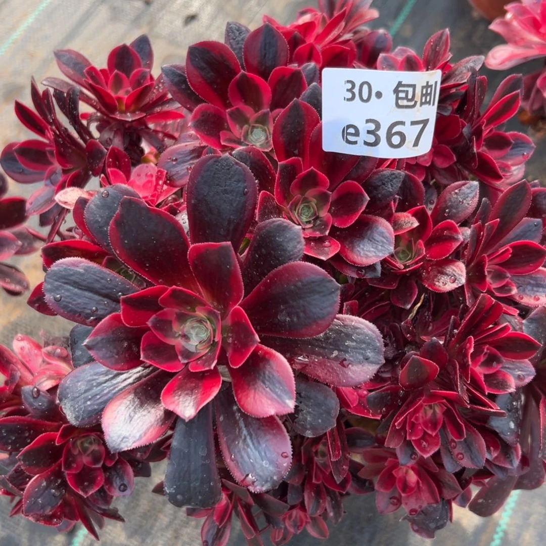 367母本凤冠多肉法师