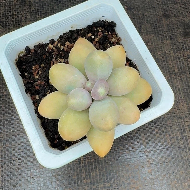 ღ***࿐糖果美人一颗发货