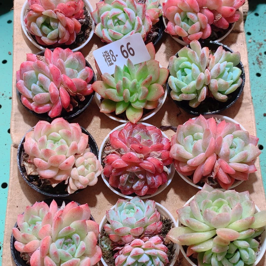 8-66一物一拍多肉带盆18颗