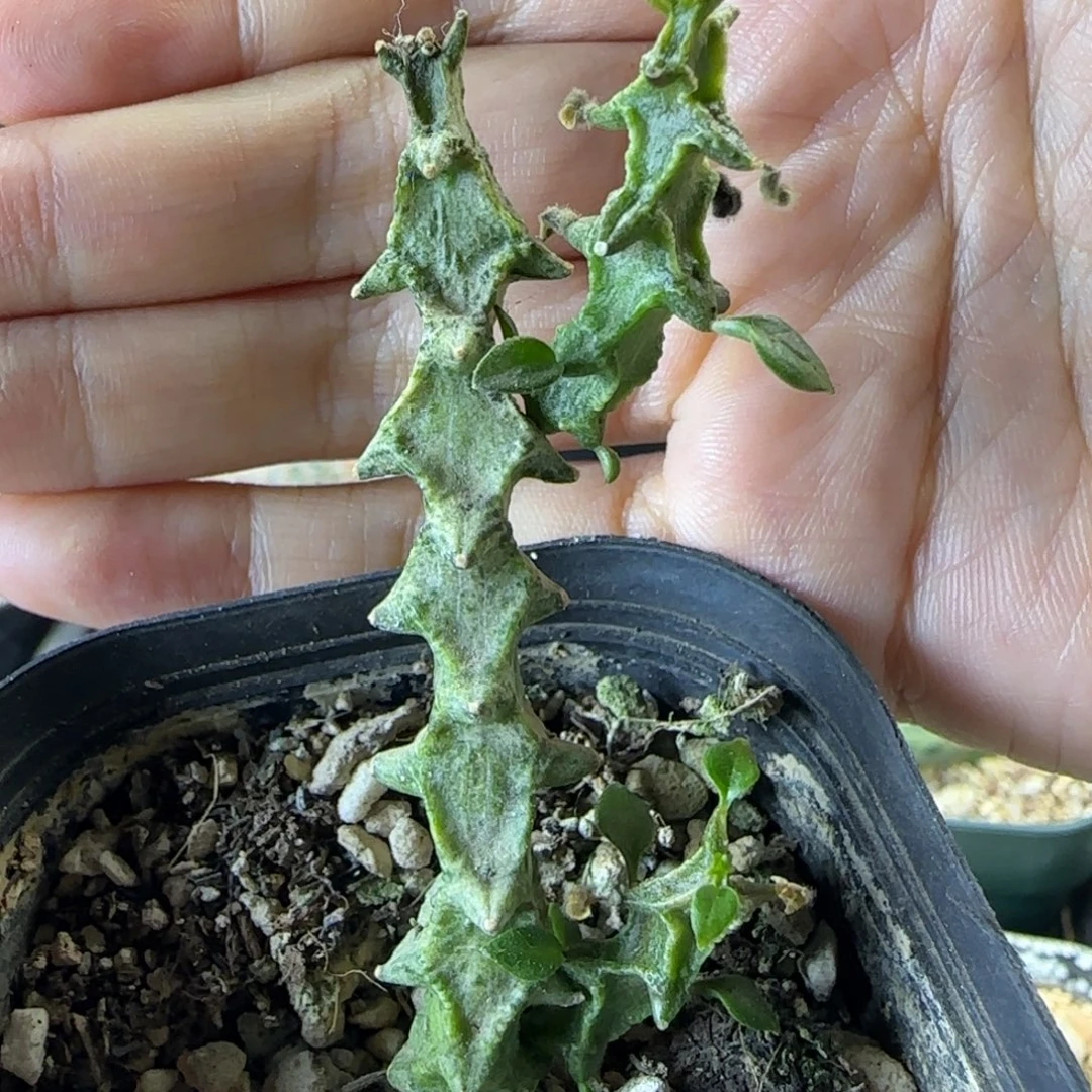 090自根翡翠乌拉泉多肉