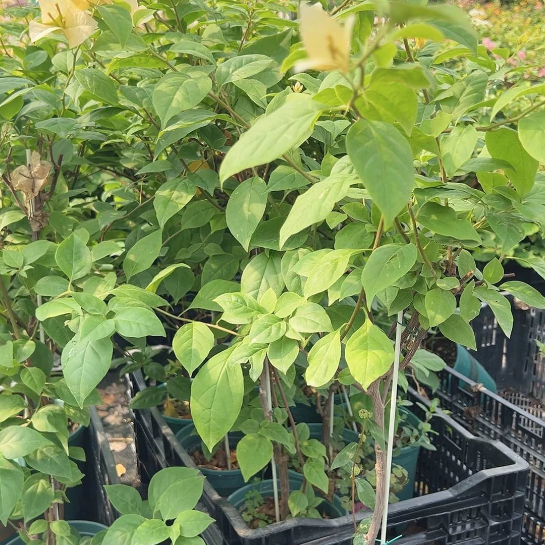 大部分开放少量花苞苏瓦娜一棵