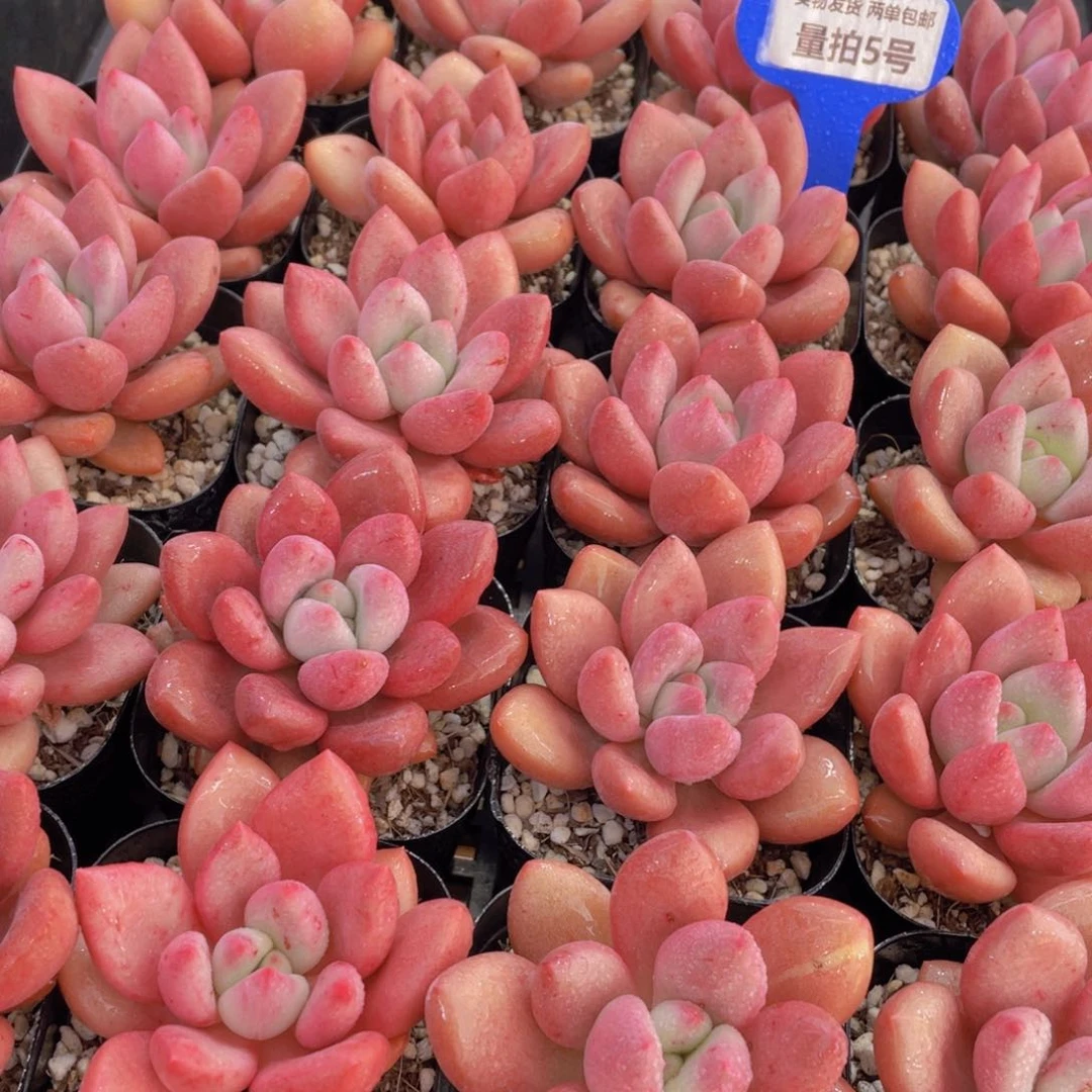 量拍5号桃花源单头2个