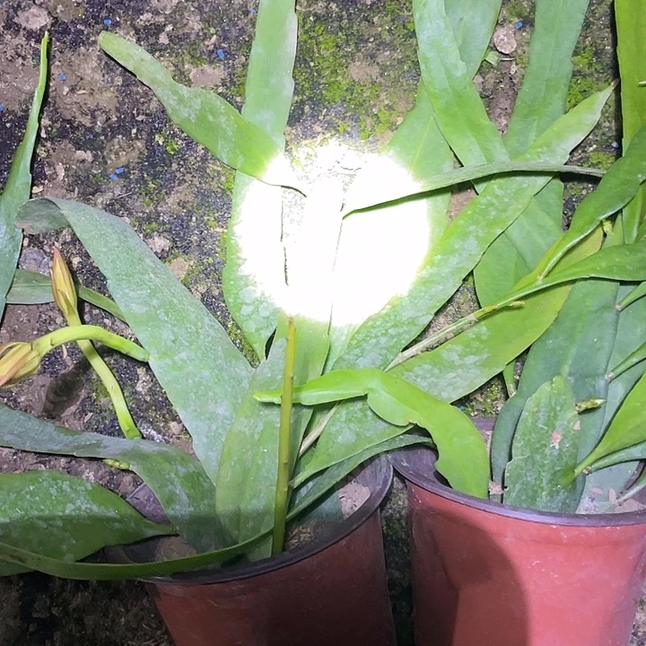 另一件荷花盆栽苗子，小昙花