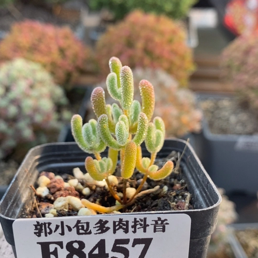 实生冰晶8457枝干番杏