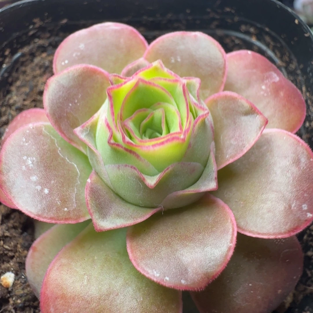 凝黛-153-冠幅  4CM