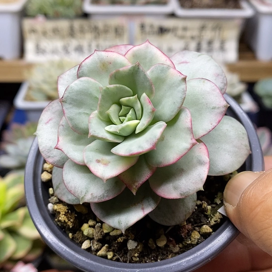 1061 妮可莎娜糊斑锦