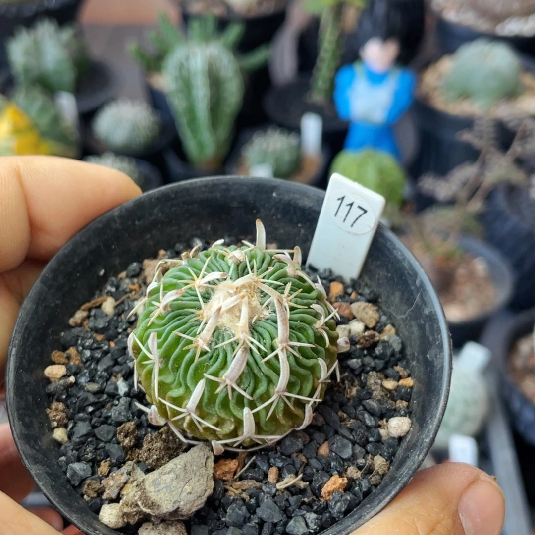 仙人球满28包邮盆口径5公分太刀岚